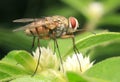 Flies insect moment alone insect Royalty Free Stock Photo