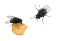 Flies isolated over white - one eating Royalty Free Stock Photo