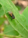 flies land on green leaves Royalty Free Stock Photo