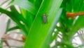 Flies that land on green pandanus leaves Royalty Free Stock Photo