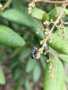 Flies land on longan flowers Royalty Free Stock Photo