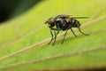 Flies leaf close up detail macro photography Royalty Free Stock Photo