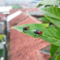 flies on the leave social distancing stay at home