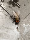 flies looking for food under the wet floor