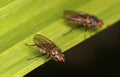 Flies looking over the edge of a leaf Royalty Free Stock Photo