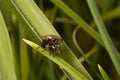 Flies making love Royalty Free Stock Photo