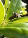 Flies making love Royalty Free Stock Photo