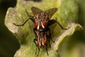 Flies making love Royalty Free Stock Photo
