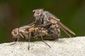 Flies Mating Royalty Free Stock Photo