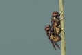 Flies mating