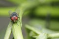 flies perch on the leaves