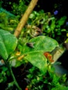 Flies perch on the leaves Royalty Free Stock Photo