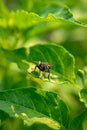 flies perched on green leaves