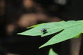 Flies on the leaves Royalty Free Stock Photo