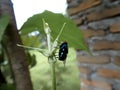 A flies perches on the stem of the leaf