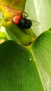 Flies resting on the leaf