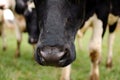 The Flies Sitting on the Black and White Cows Nose During Warm Sunny Day in the Summer Royalty Free Stock Photo