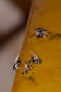 Flies stuck to the trap Royalty Free Stock Photo