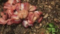 Flies and maggots eating meat outdoors