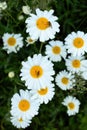 Flies on top of white daisies Royalty Free Stock Photo