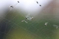 Flies trapped in spider web Royalty Free Stock Photo