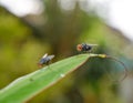Flies wallpaper Royalty Free Stock Photo