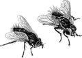 Flies