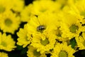 Flies on the yellow daisy field Royalty Free Stock Photo