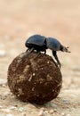 Flighless Dung Beetle Rolling Dung Ball Royalty Free Stock Photo