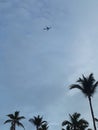 flight   aircraft    sky   palm trees Royalty Free Stock Photo