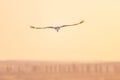 A flight of a beautiful stork in the sunset sky background in the evening