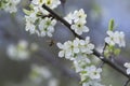 Flight of a bee to a cherry blossom for pollination Royalty Free Stock Photo