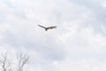 The flight of the bird Cathartes Burrovianus 02 Royalty Free Stock Photo