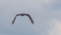 The flight of the bird Cathartes Burrovianus 01 Royalty Free Stock Photo