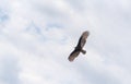 The flight of the bird Cathartes Burrovianus 03 Royalty Free Stock Photo