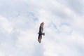 The flight of the bird Cathartes Burrovianus 04 Royalty Free Stock Photo