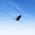 Flight of the bird in the sky Royalty Free Stock Photo