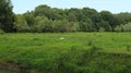 Flight of the Bittern bird over a clearing in the forest. Royalty Free Stock Photo