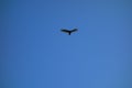 Flying vulture blue sky Royalty Free Stock Photo