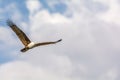 Flight of a Brahminy Kite - Haliastur Indus