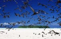 FLIGHT OF BROWN NODDY BIRDS. WHITE SAND BENCH AND EMEURADE COLOURED LAGOON