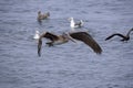 Flight of a brown pelican