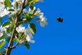 Flight of bumble bee Royalty Free Stock Photo