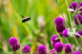 Flight of a bumble bee around purple flowers. Royalty Free Stock Photo