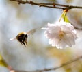 Flight of bumble bee to a flower cherry Royalty Free Stock Photo