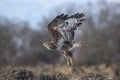 Flight of a buzzard Royalty Free Stock Photo