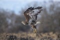 Flight of a buzzard