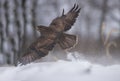 Flight of a buzzard Royalty Free Stock Photo