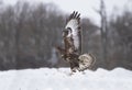 Flight of a buzzard Royalty Free Stock Photo