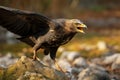 In flight, the common buzzard Buteo buteo exhibits aerial grace